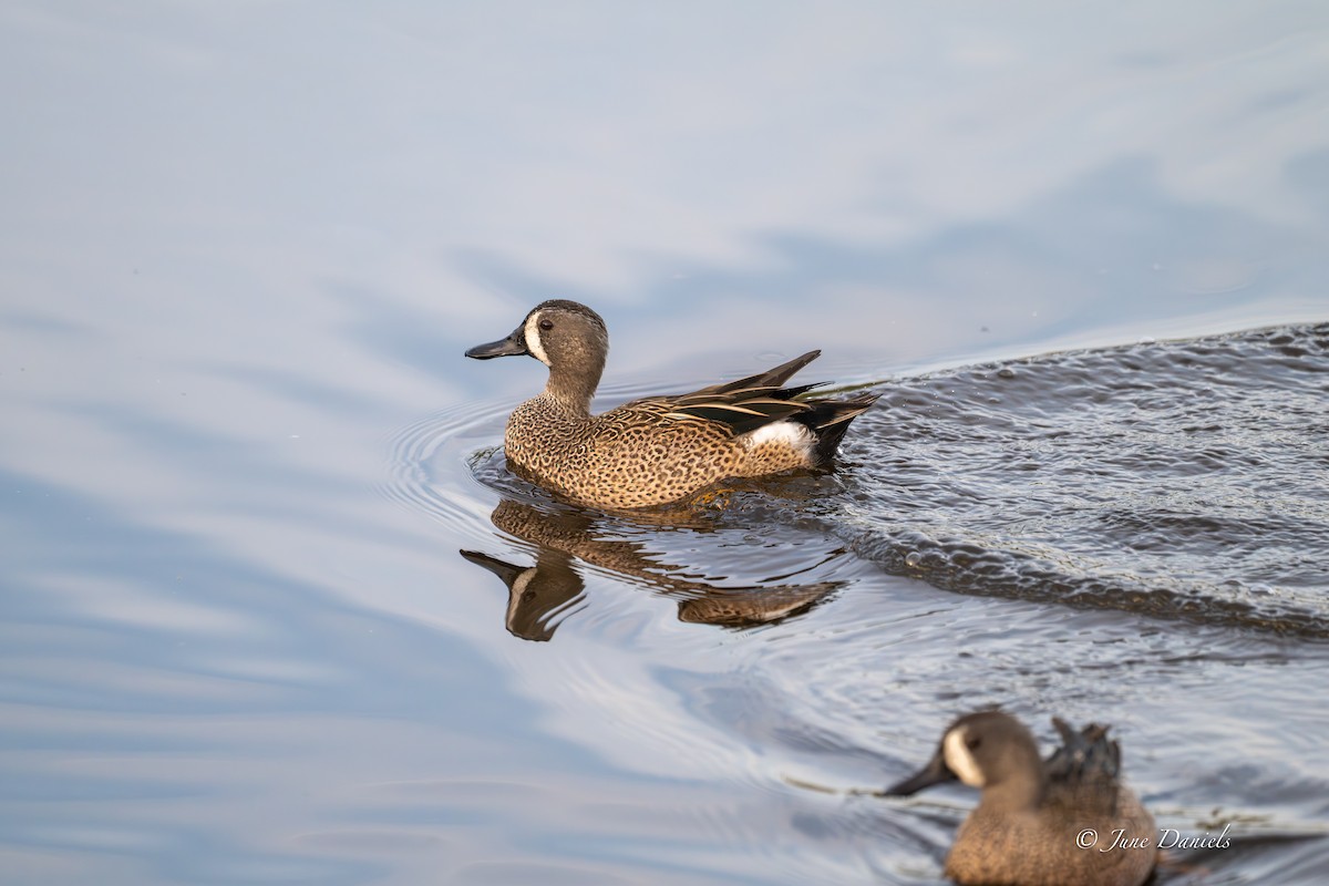 ミカヅキシマアジ - ML646417005