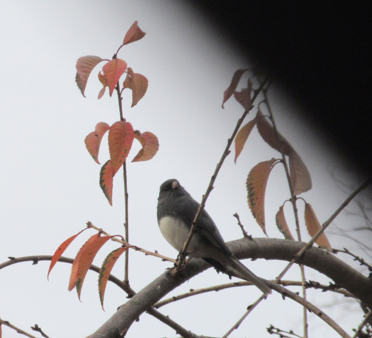 ユキヒメドリ - ML646417006