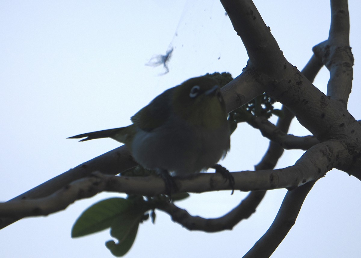 ハイムネメジロ - ML646417009