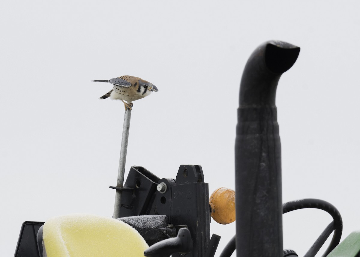 アメリカチョウゲンボウ - ML646417010