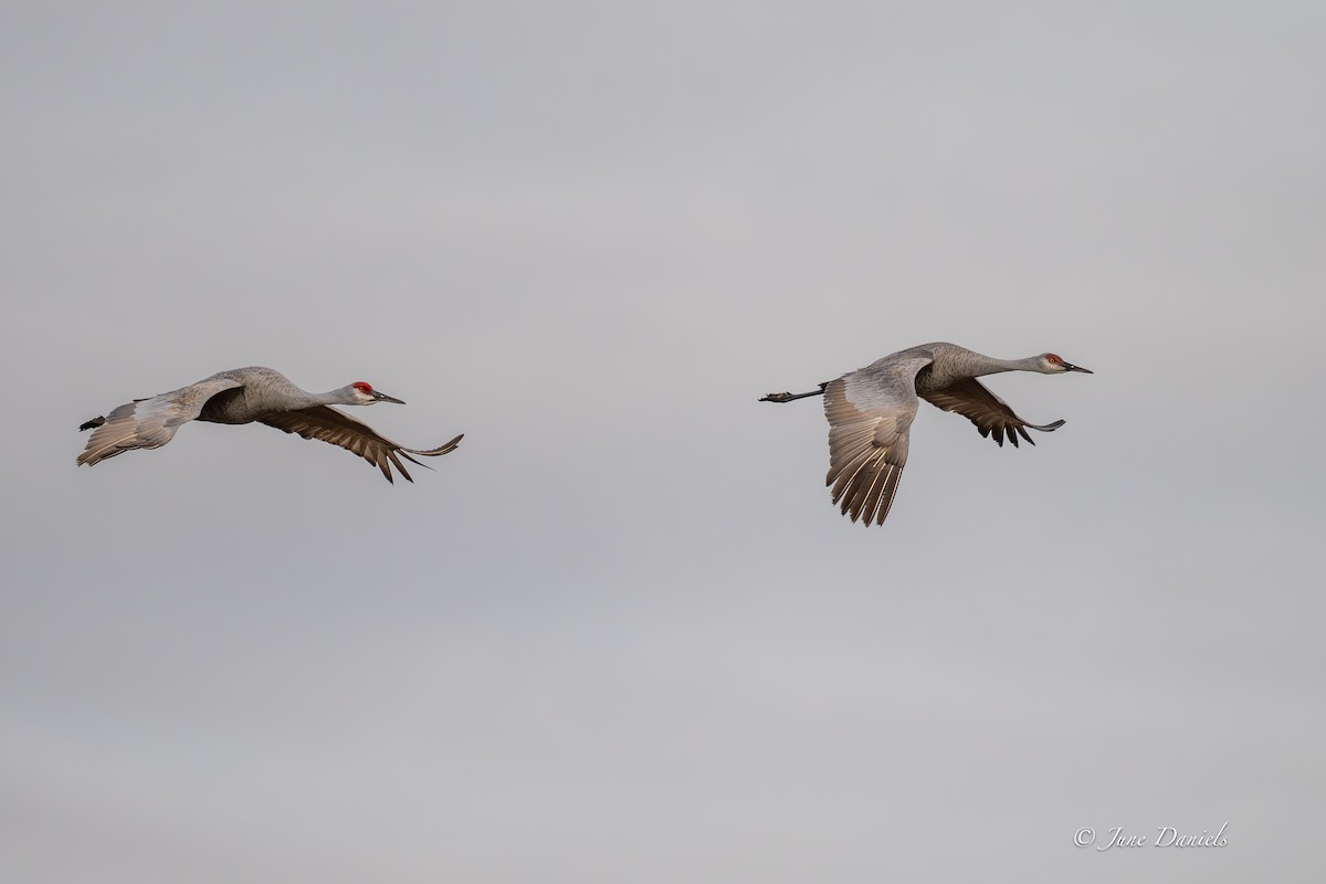 カナダヅル - ML646417013