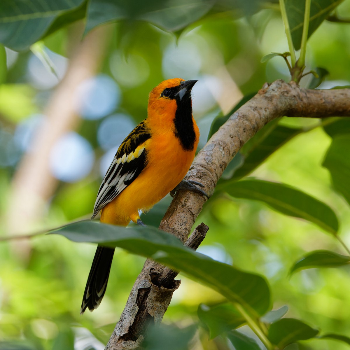 ズアカムクドリモドキ - ML646417014