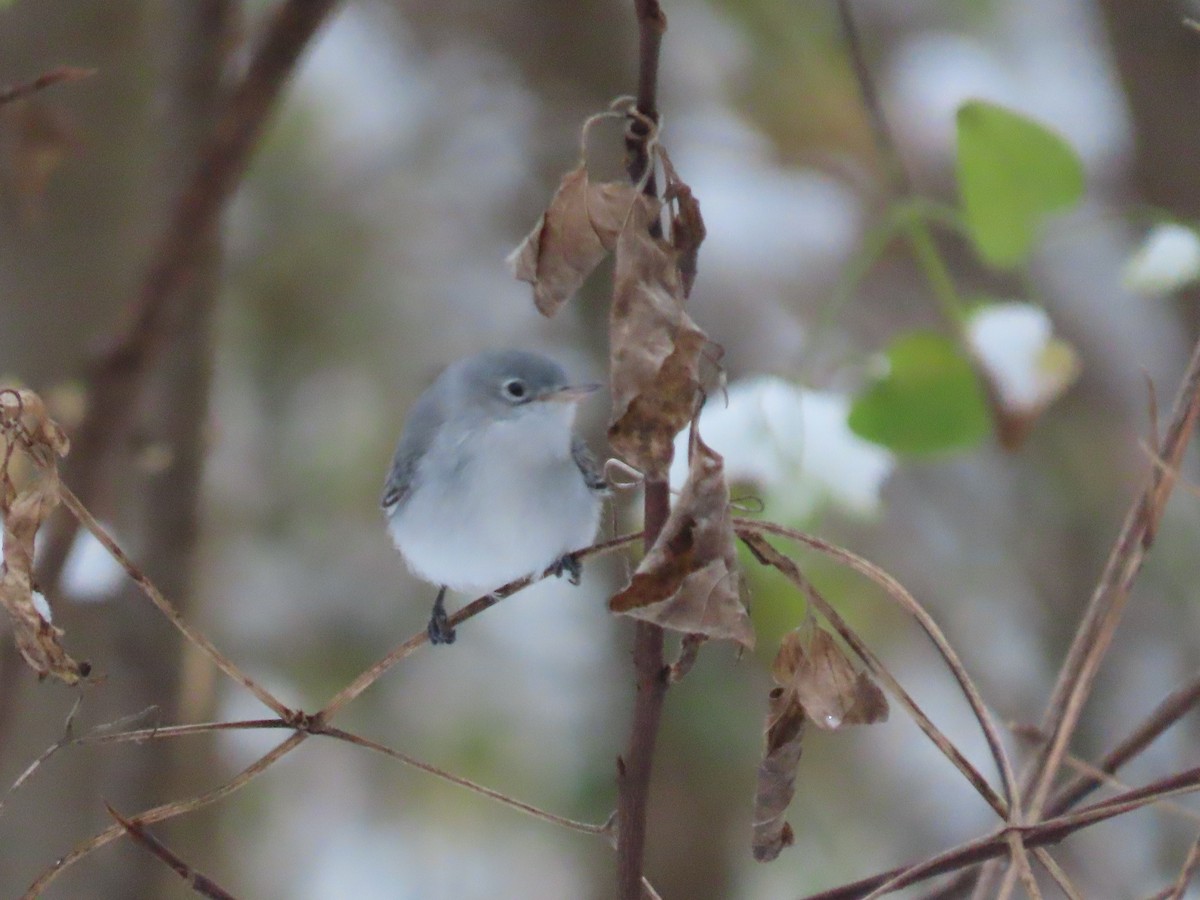 ブユムシクイ - ML646417015