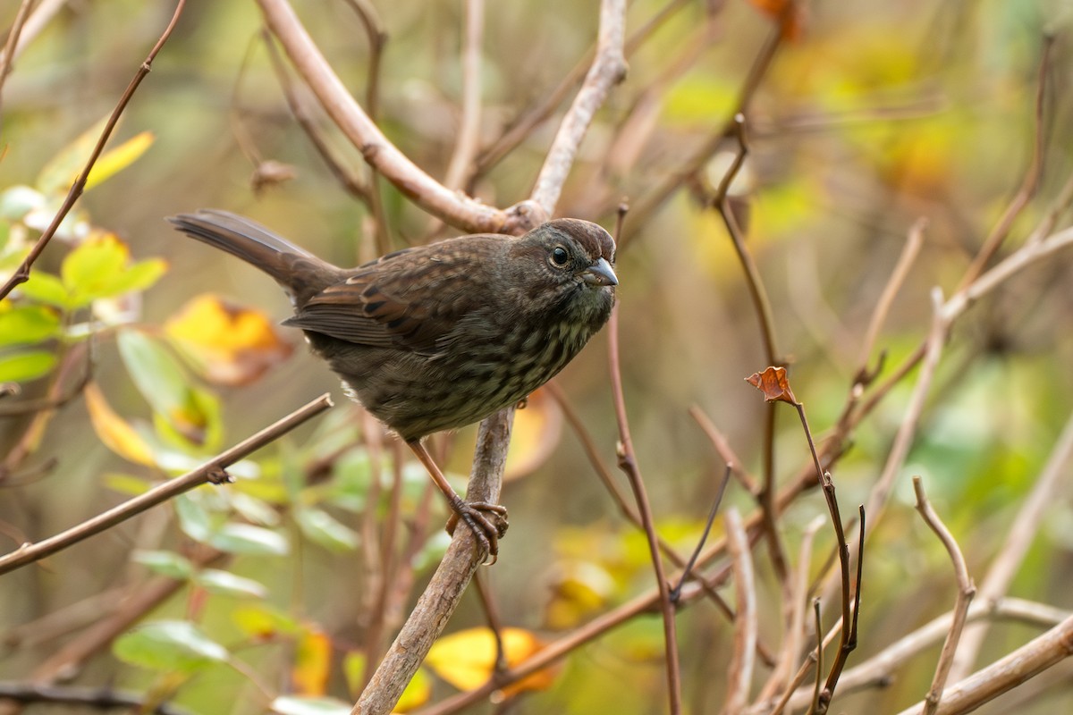 ウタスズメ - ML646417016