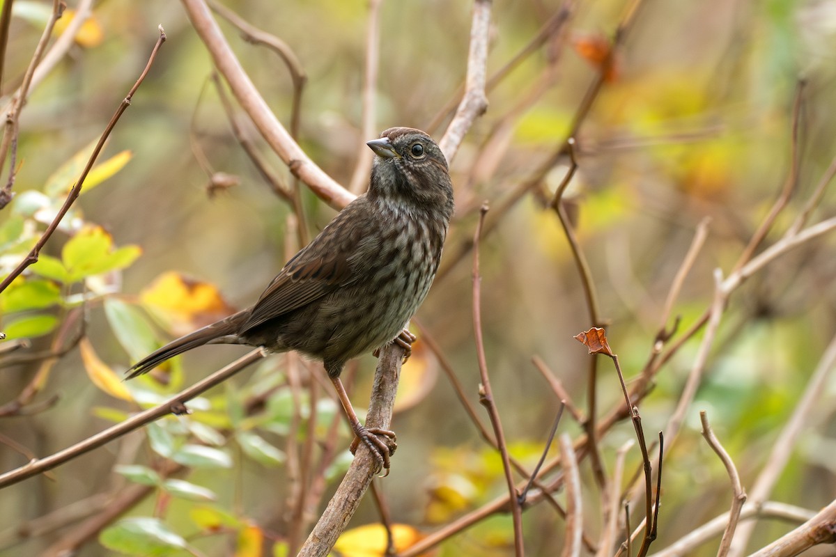 ウタスズメ - ML646417017