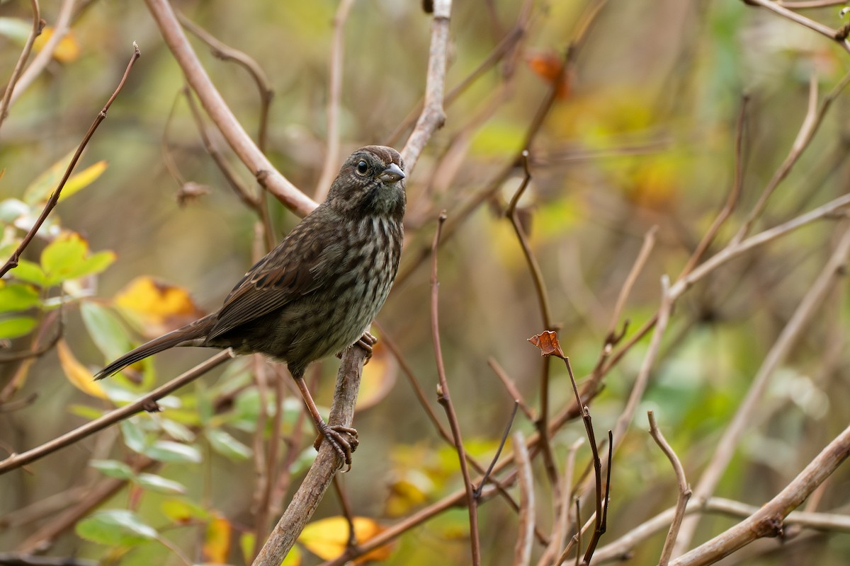 ウタスズメ - ML646417018