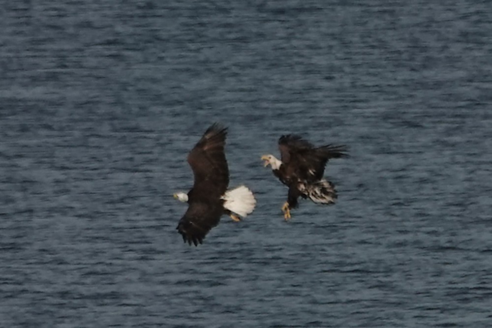 ハクトウワシ - ML646417019