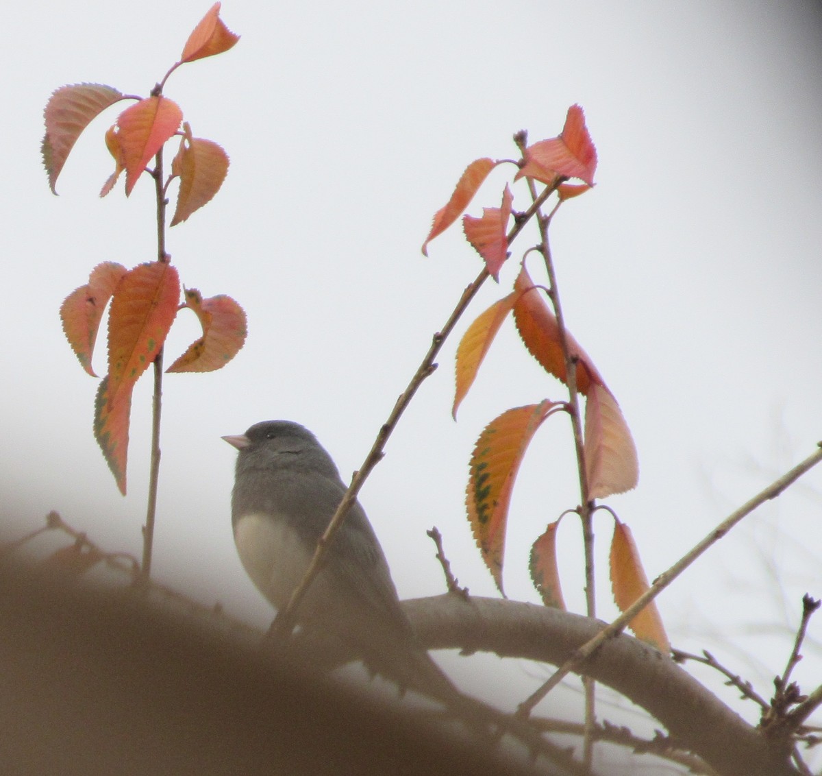 ユキヒメドリ - ML646417020