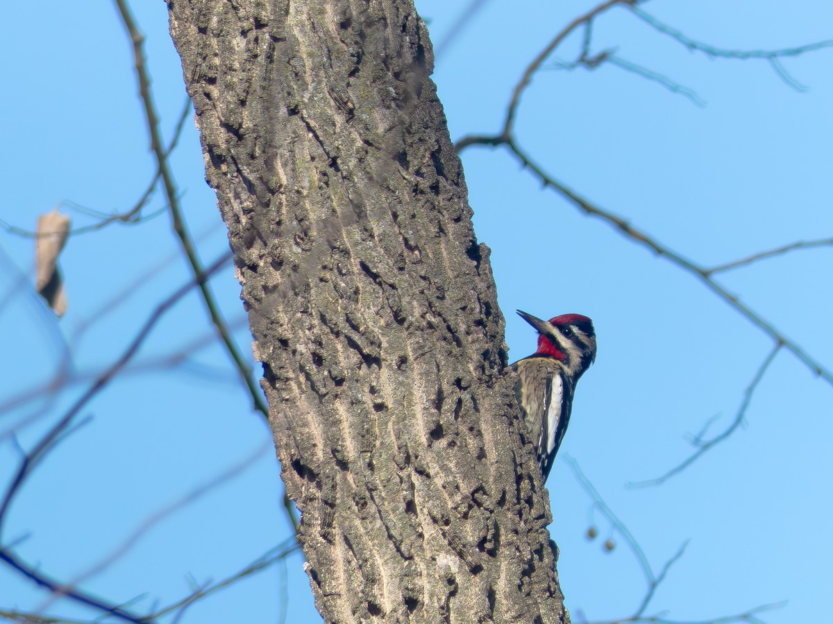 シルスイキツツキ - ML646417021