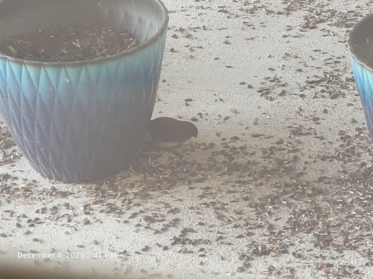 ユキヒメドリ - ML646417022