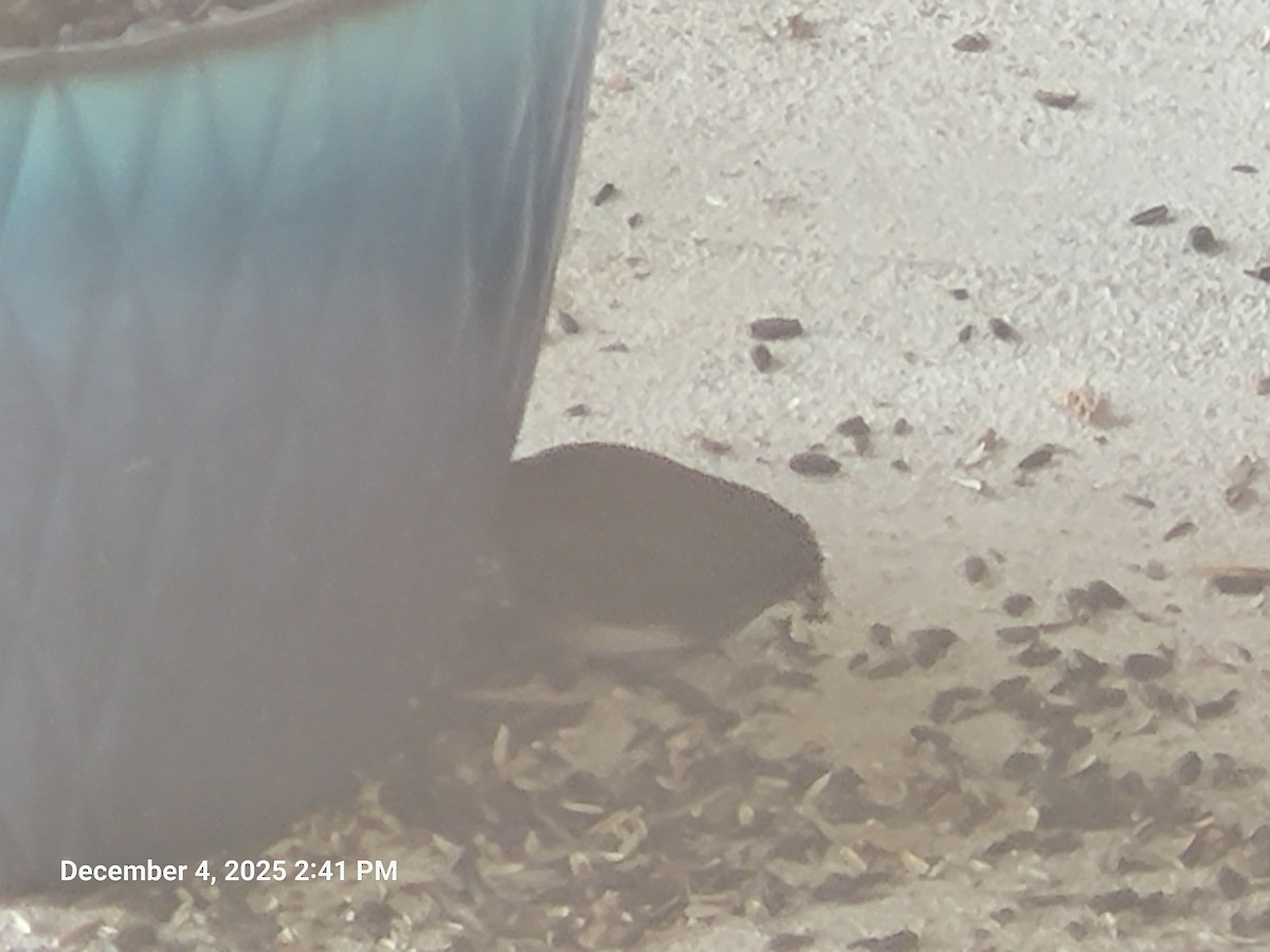 ユキヒメドリ - ML646417023