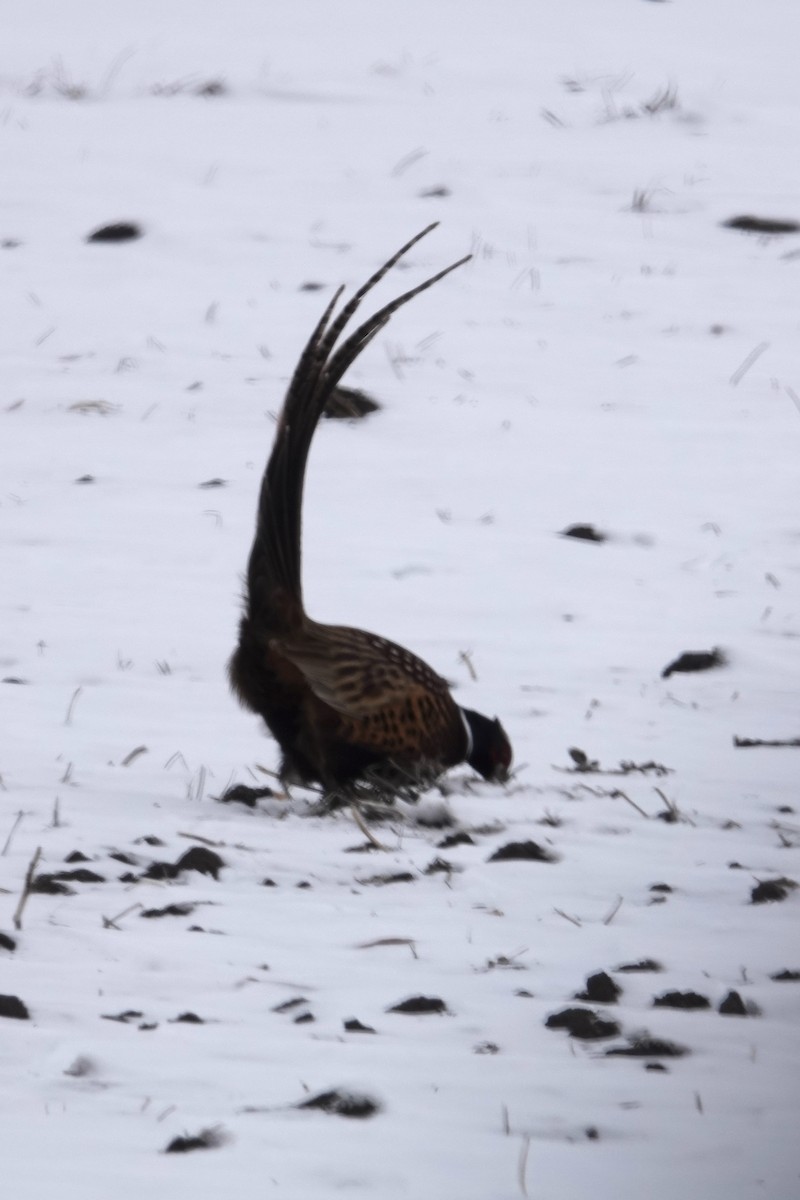 コウライキジ - ML646417024