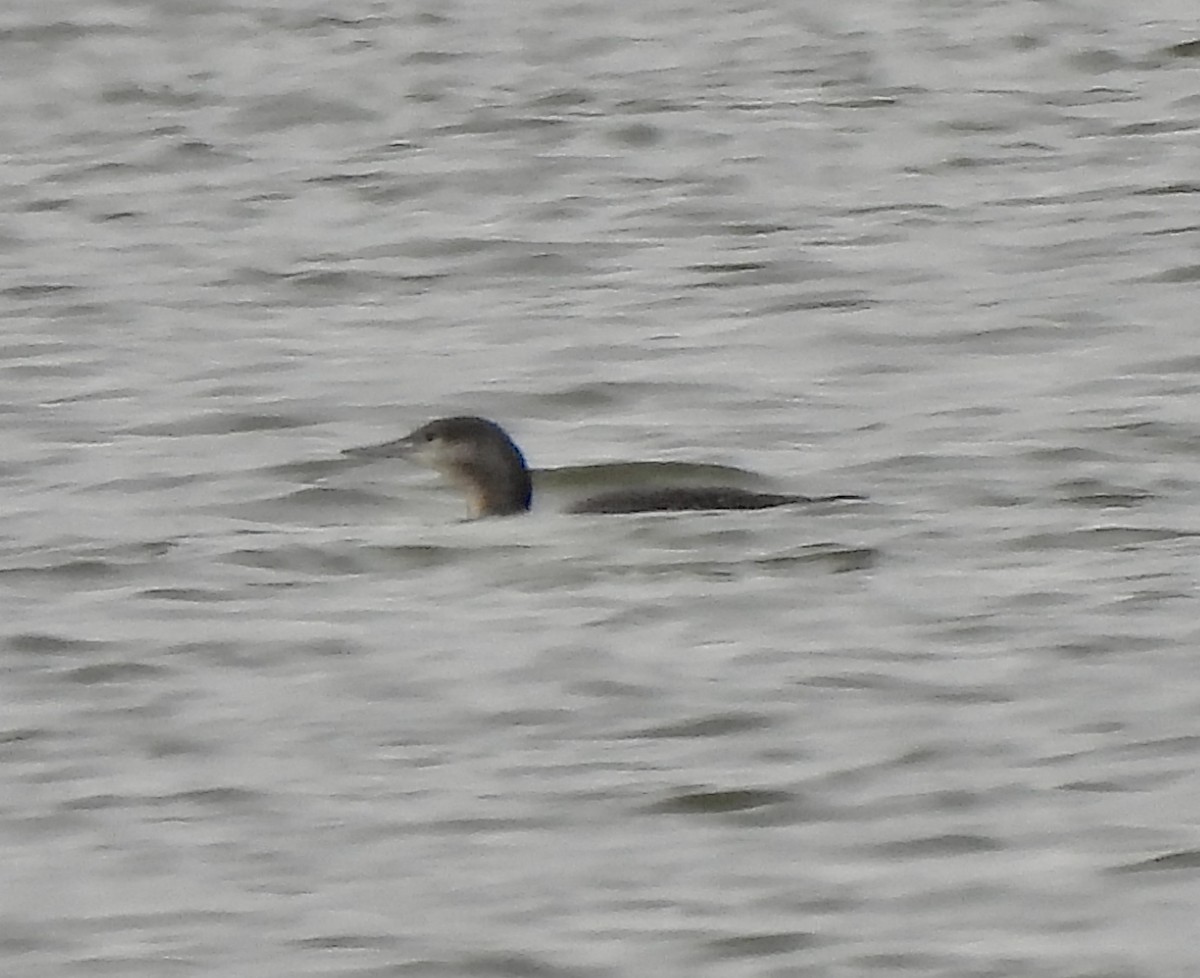 紅喉潛鳥 - ML646417025