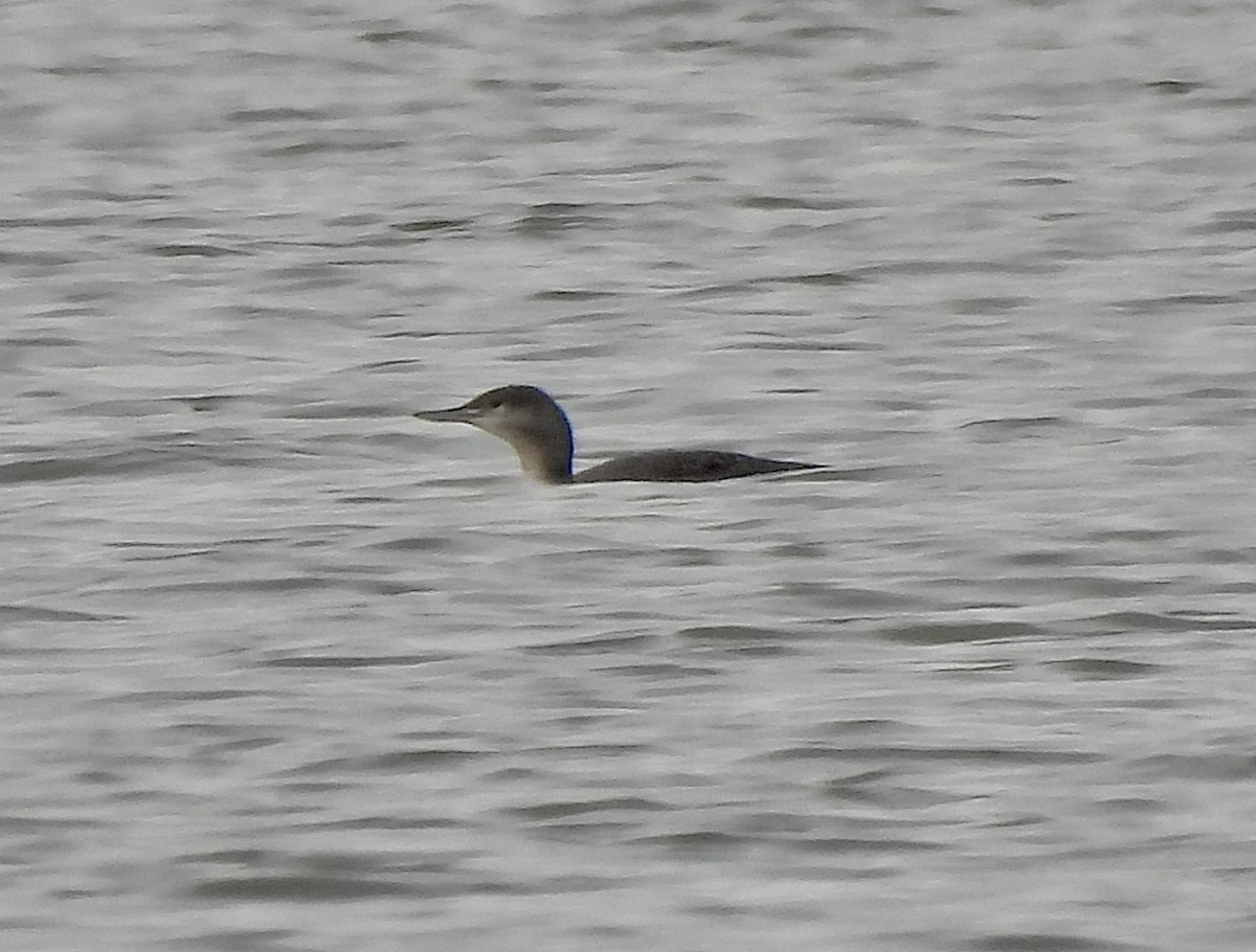 紅喉潛鳥 - ML646417026