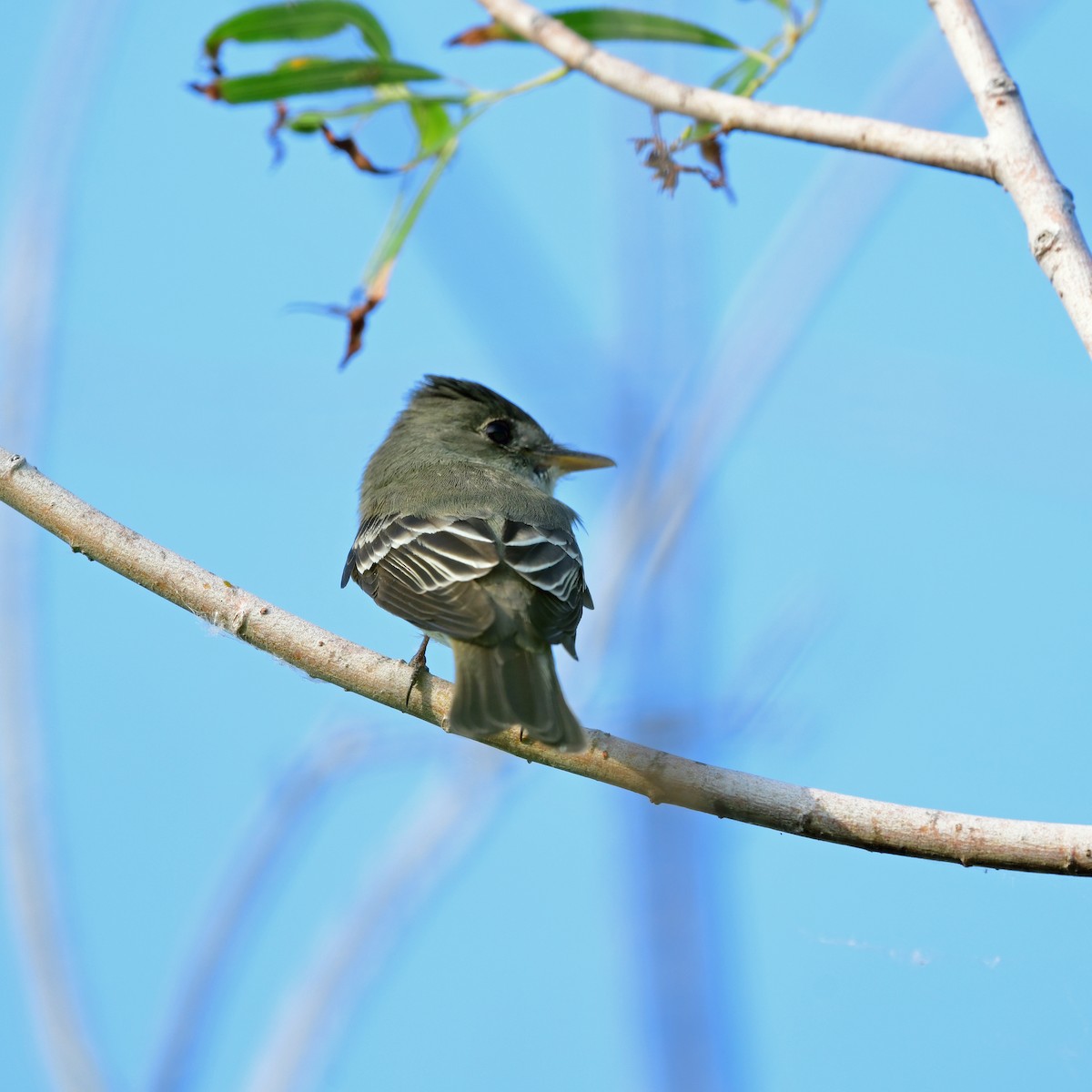 モリタイランチョウ - ML646417027