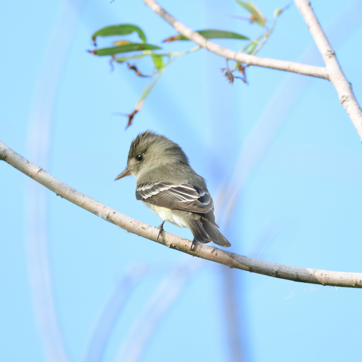 Eastern Wood-Pewee - ML646417028