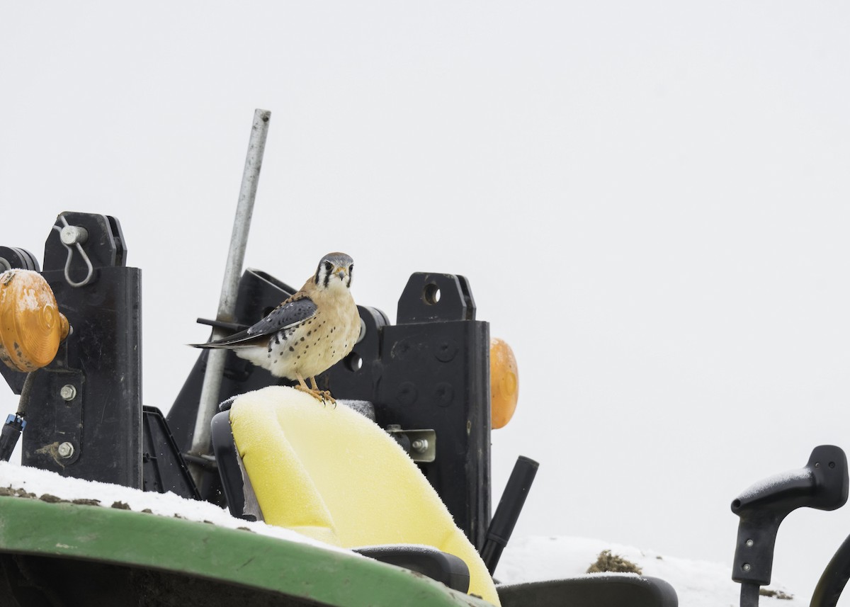 アメリカチョウゲンボウ - ML646417029