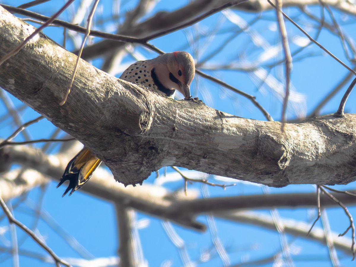 Northern Flicker (Yellow-shafted) - ML646417032
