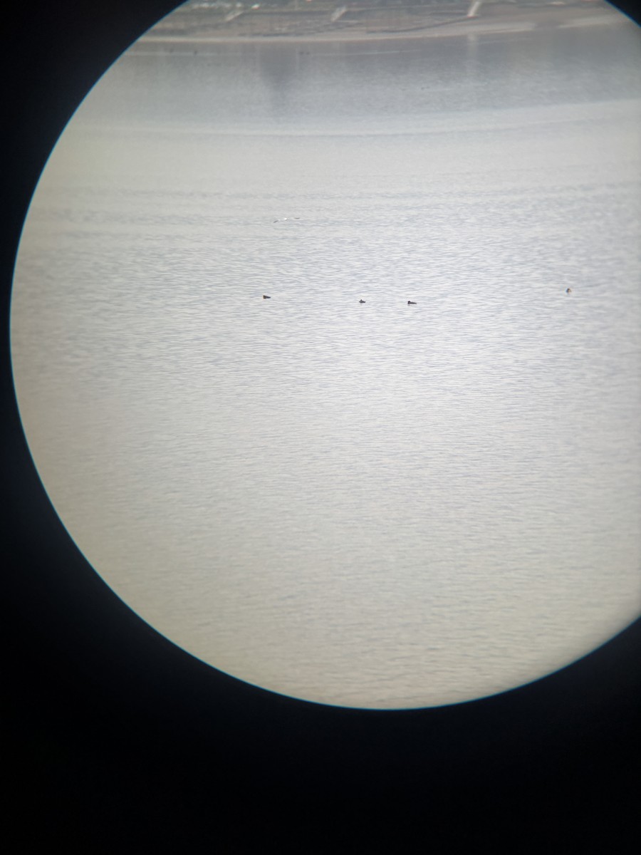 Common Merganser - ML646417042