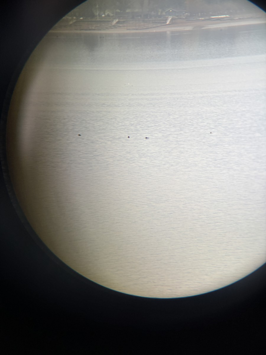 Common Merganser - ML646417043