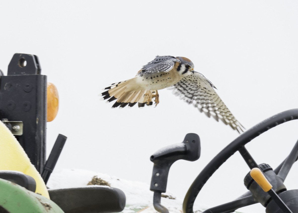 American Kestrel - ML646417044