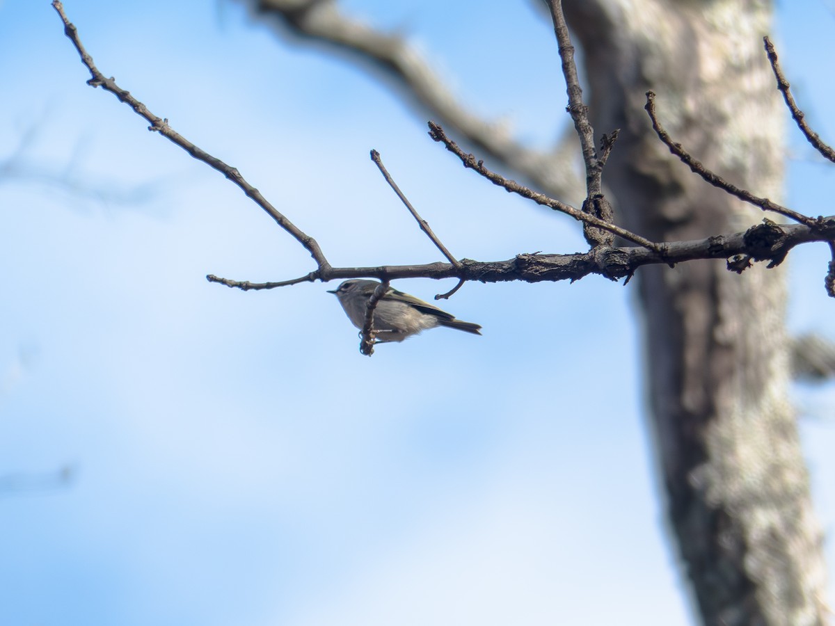 Erregetxo amerikarra - ML646417045