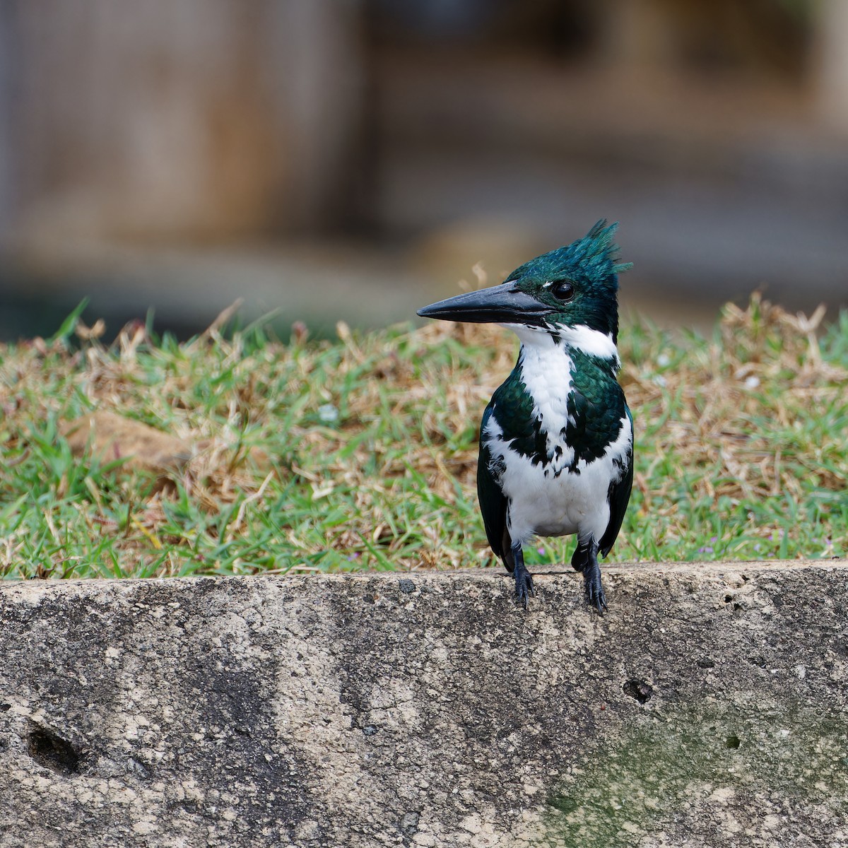 Amazon Kingfisher - ML646417046