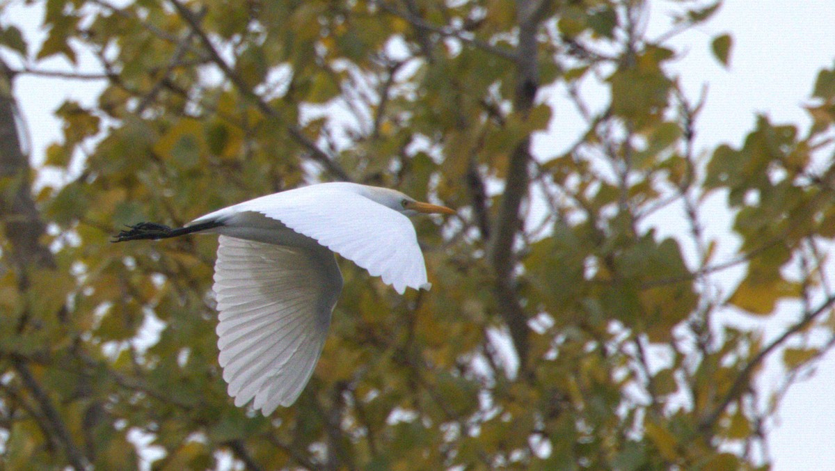 Western Cattle-Egret - ML646417053