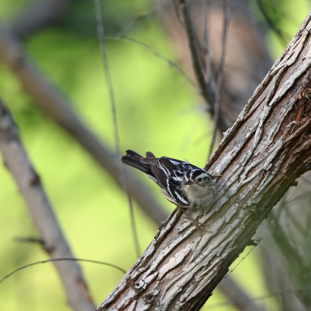 Black-and-white Warbler - ML646417055