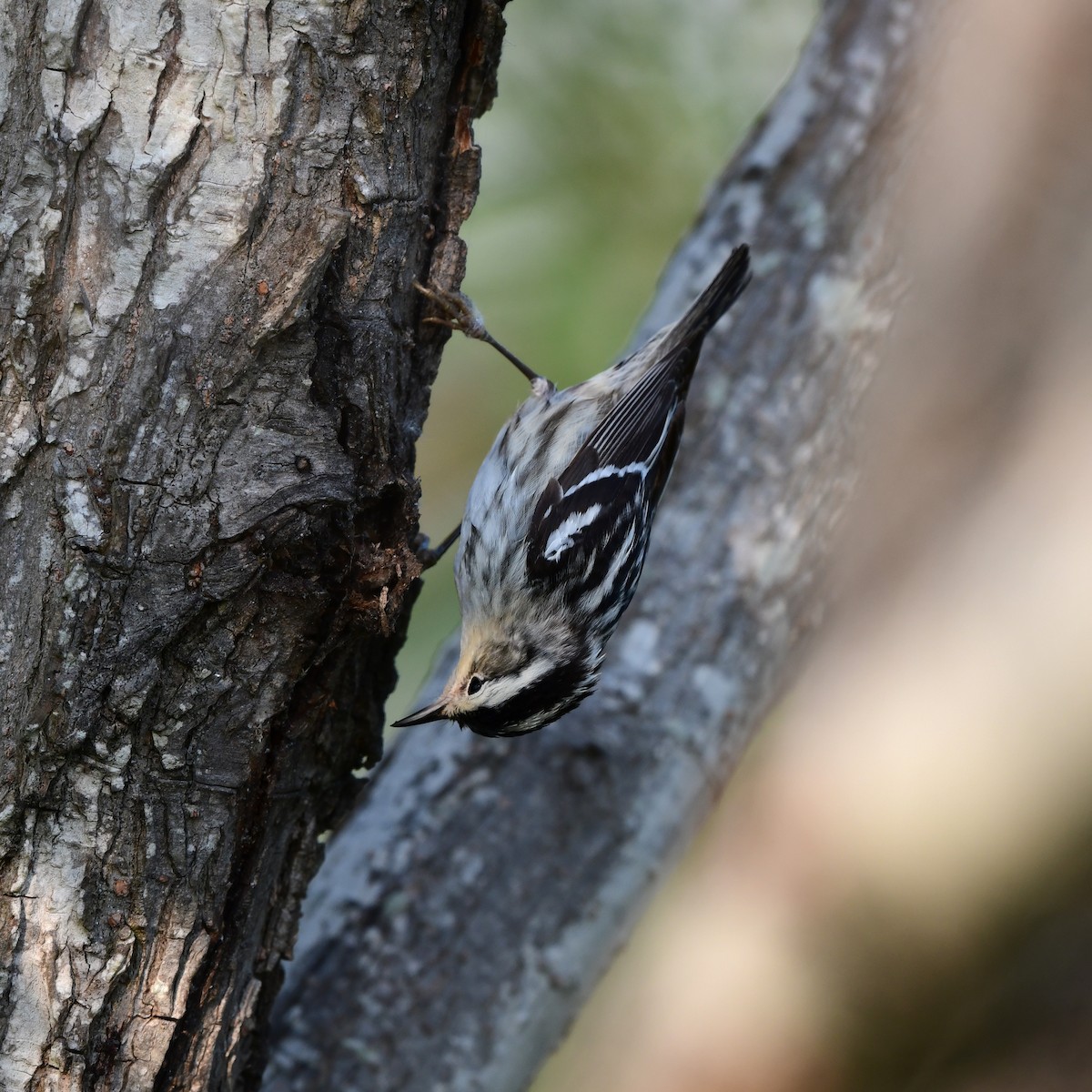Black-and-white Warbler - ML646417056