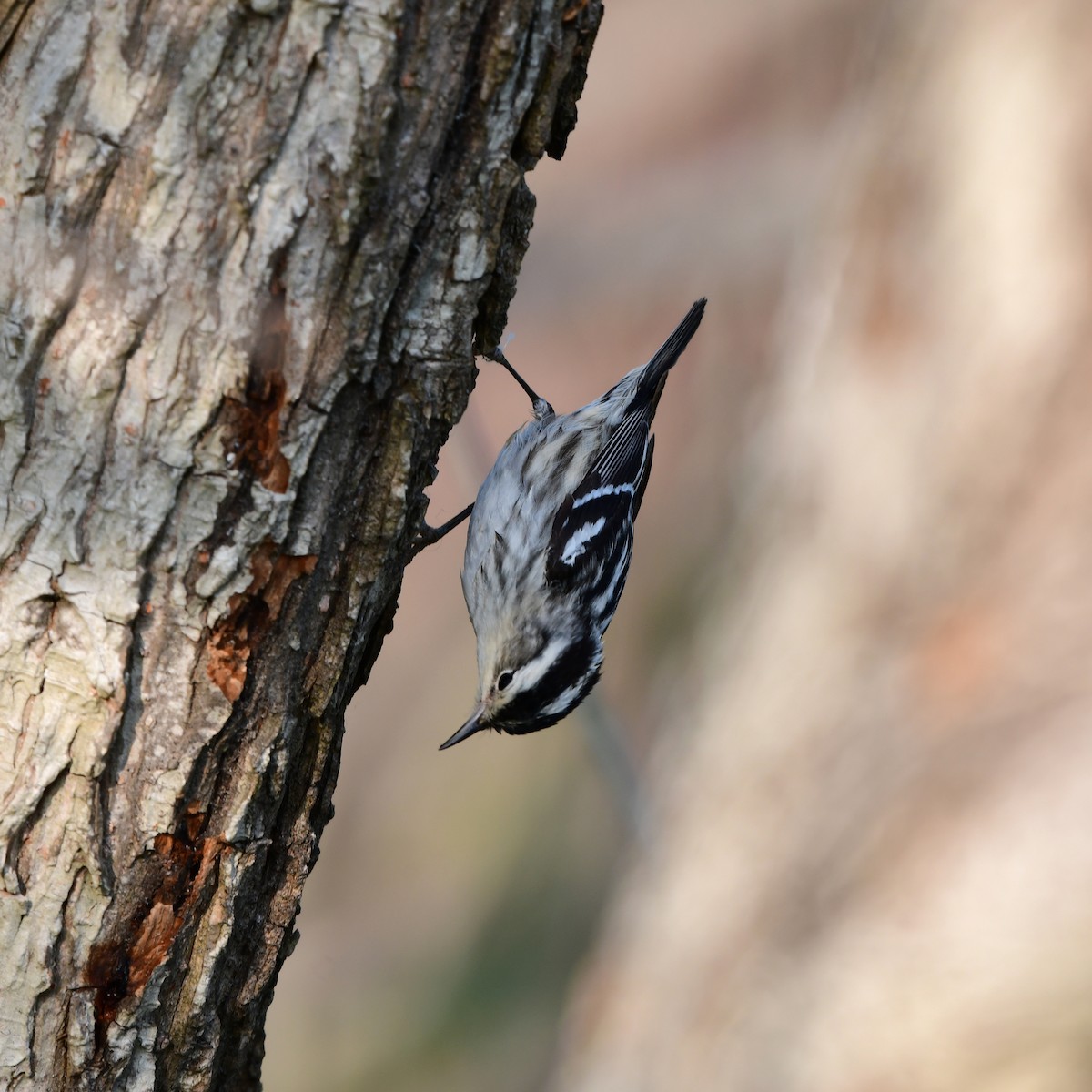 Black-and-white Warbler - ML646417057