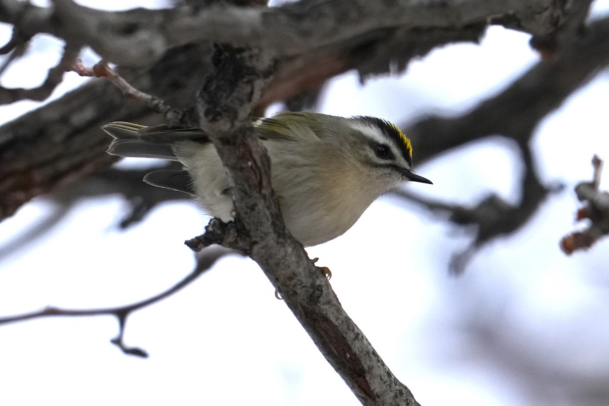 Золотомушка світлоброва - ML646417063