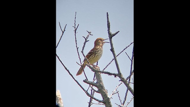 Brown Thrasher - ML646417067