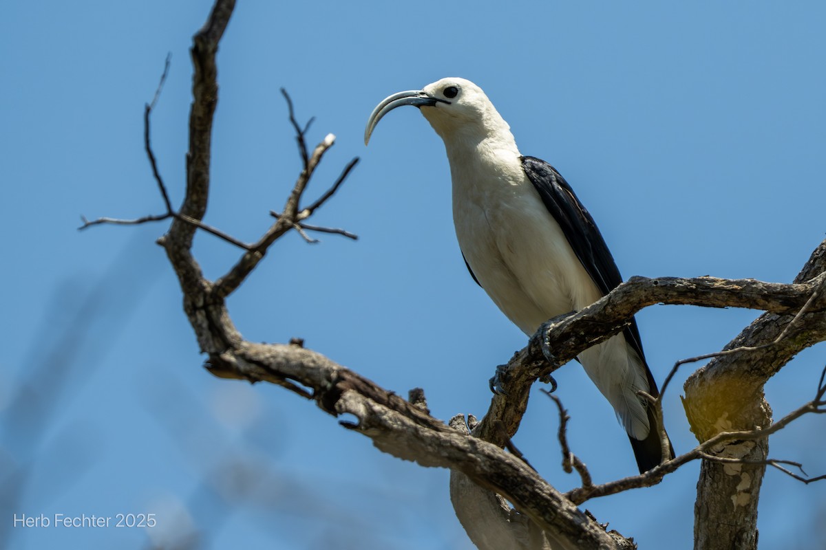 Sickle-billed Vanga - ML646417069