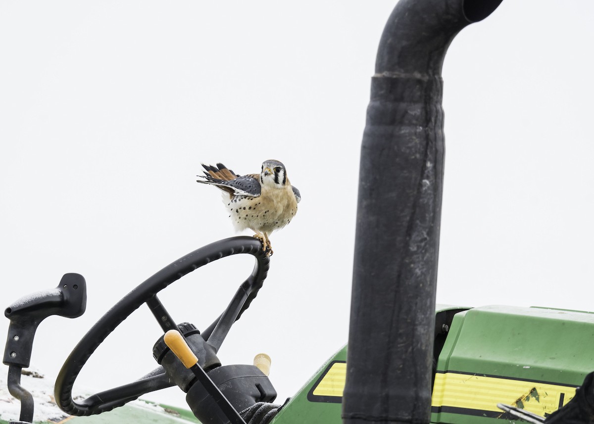 American Kestrel - ML646417070