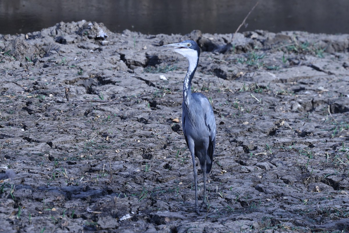 Black-headed Heron - ML646417071