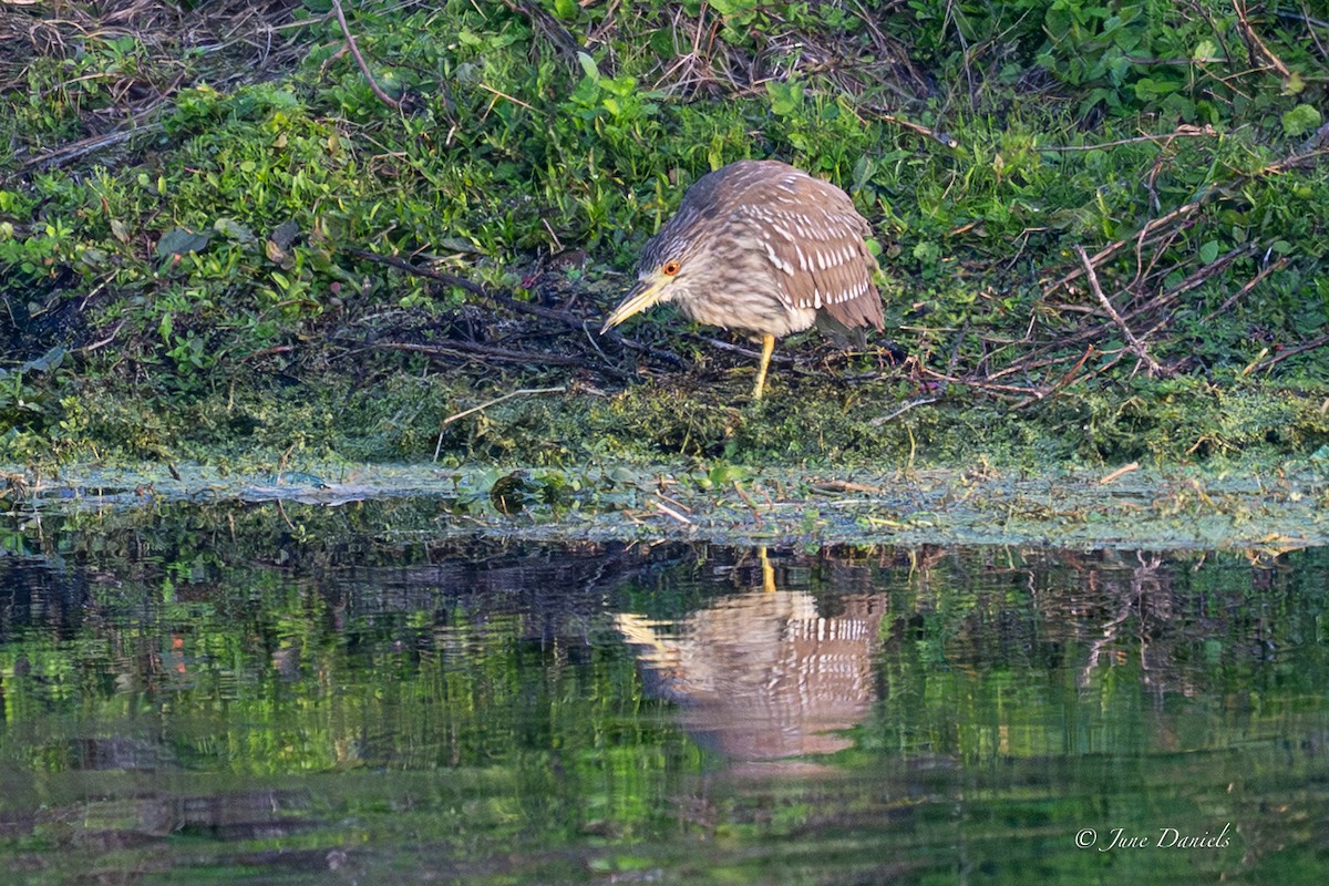 夜鷺 - ML646417072