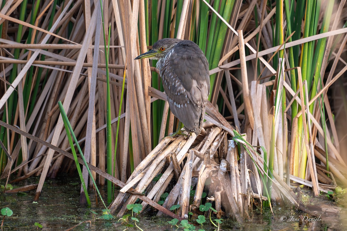 夜鷺 - ML646417074