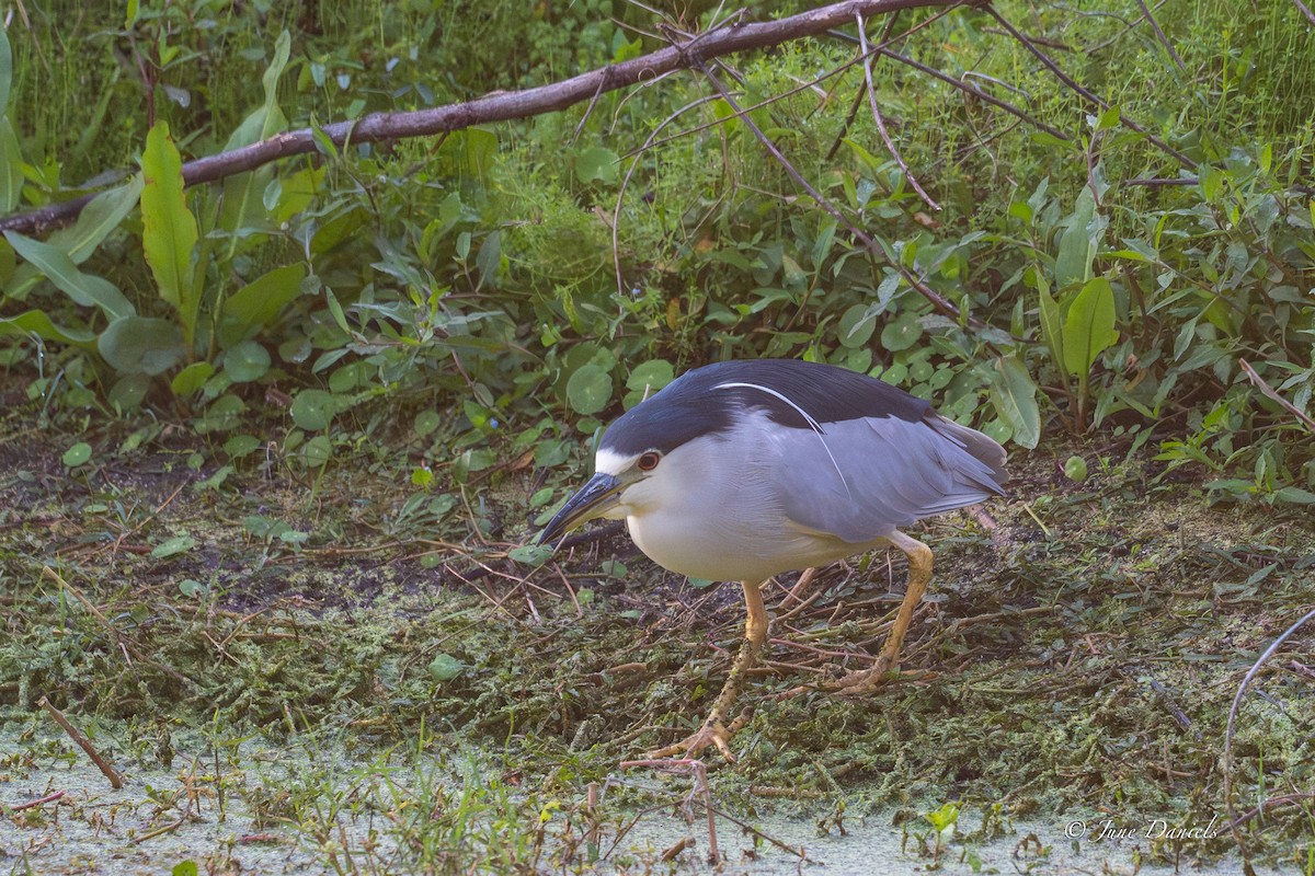 夜鷺 - ML646417075