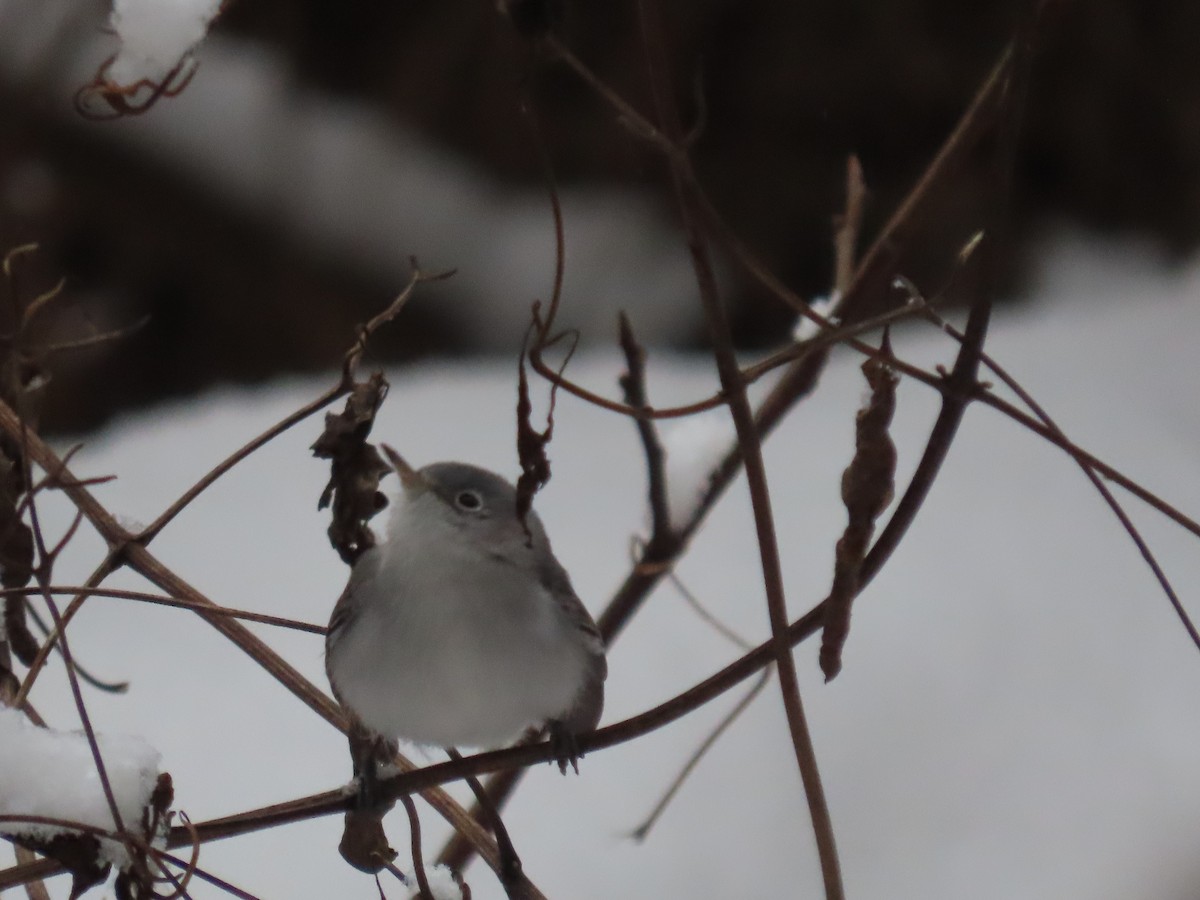 Комароловка сиза - ML646417076