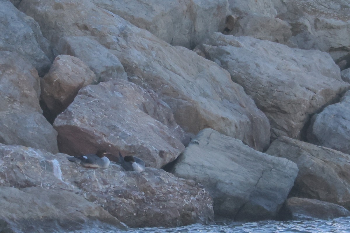 Common Merganser - ML646417077