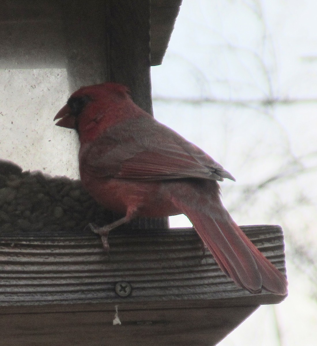 Northern Cardinal - ML646417078