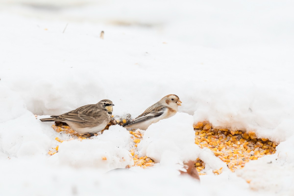 Horned Lark - ML646417084