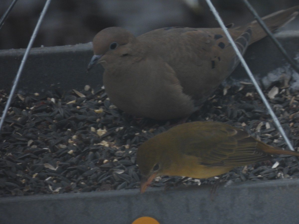 piranga ohnivá - ML646417085