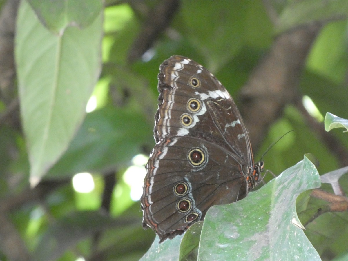 Achilles morpho - ML646417086