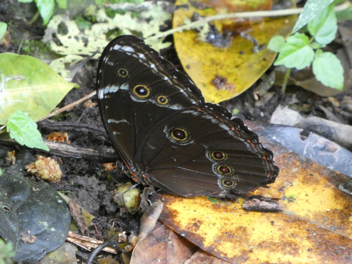 Achilles morpho - ML646417087