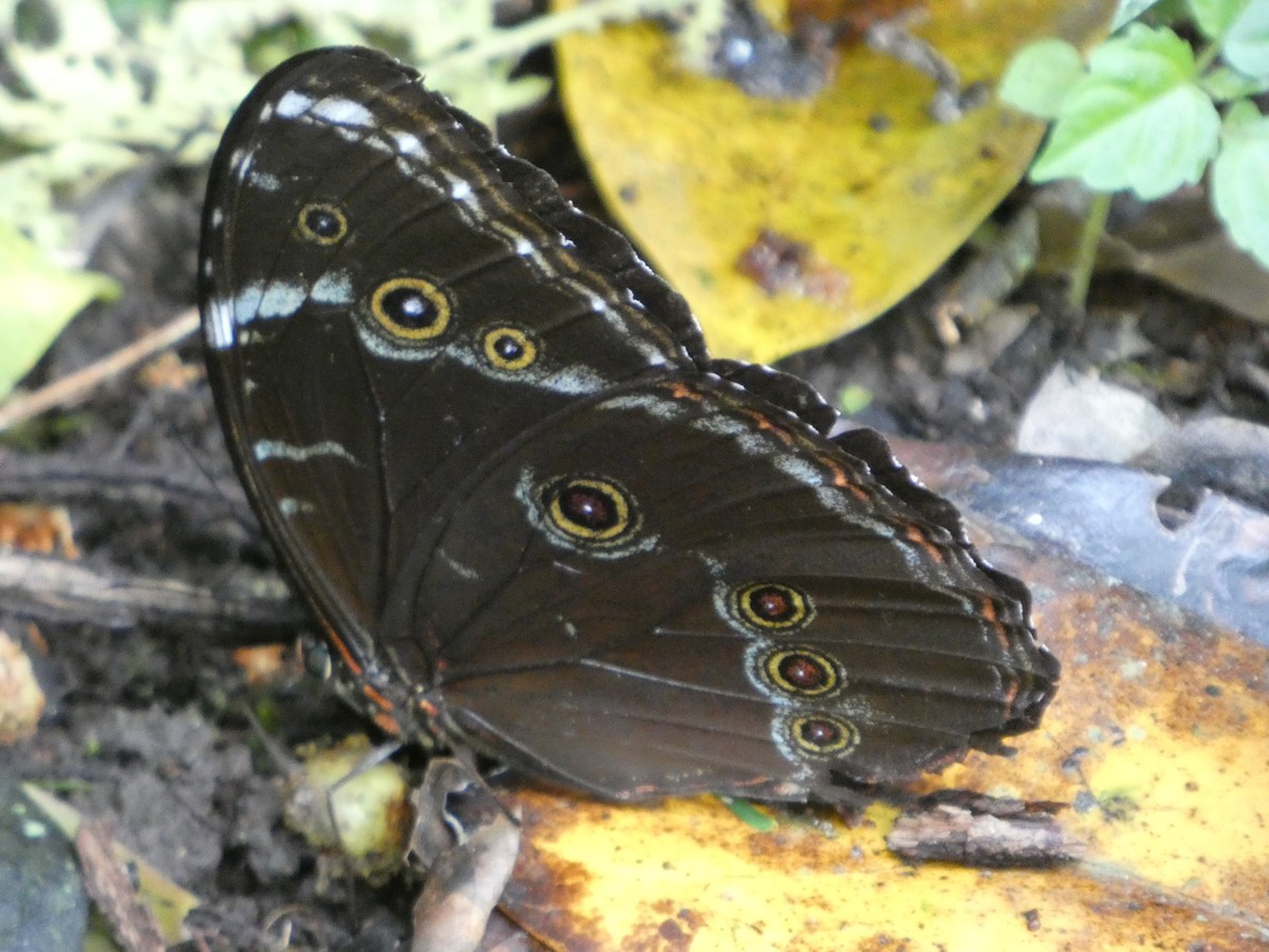 Achilles morpho - ML646417088