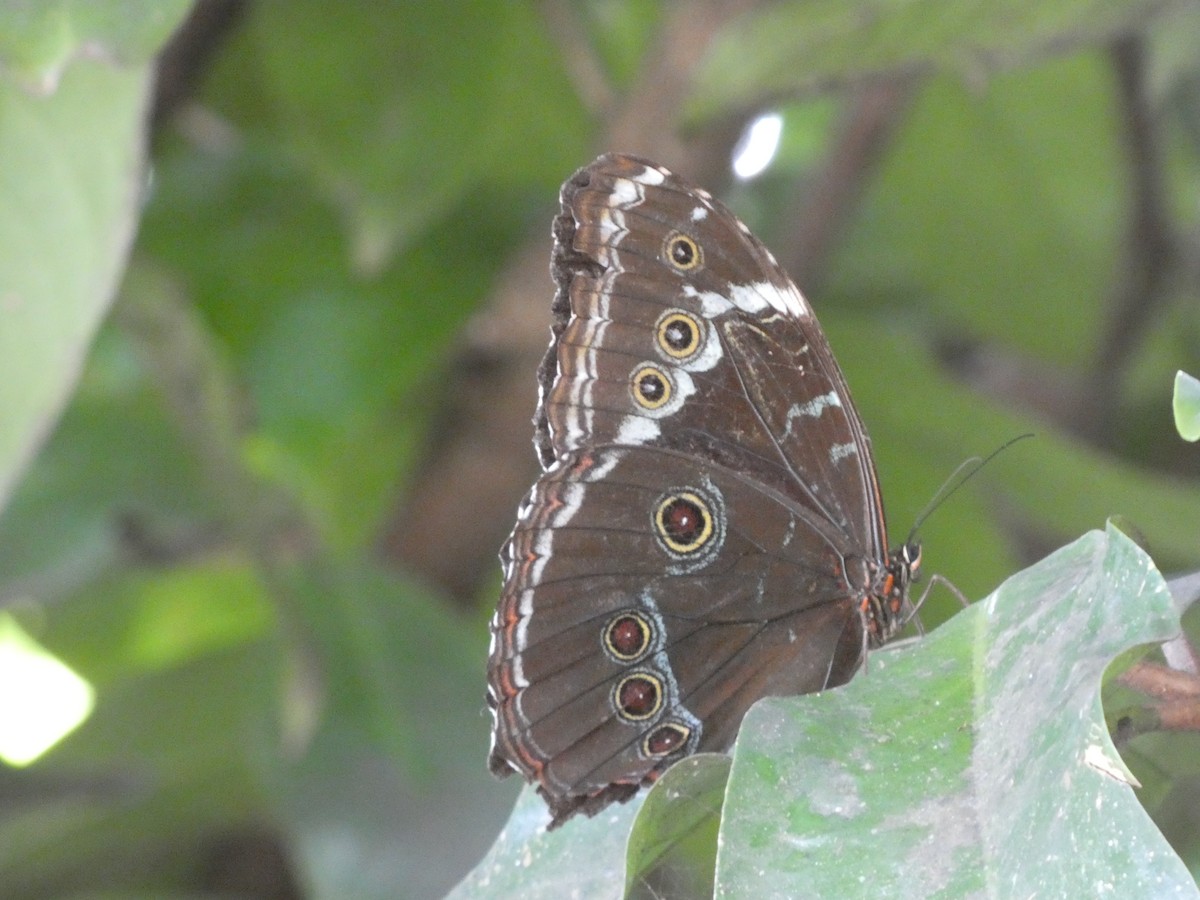 Achilles morpho - ML646417089