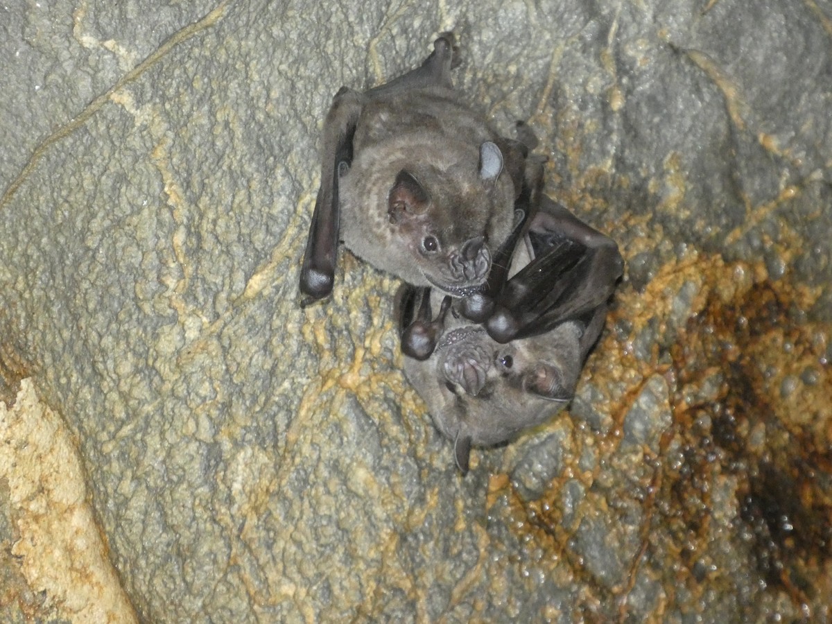 Flat-faced Fruit-eating Bat - ML646417090