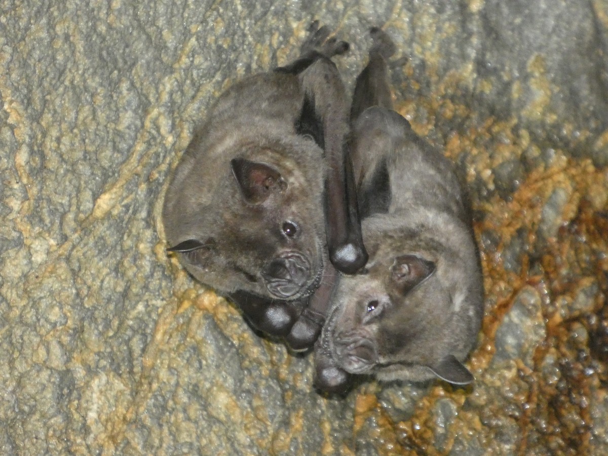 Flat-faced Fruit-eating Bat - ML646417091